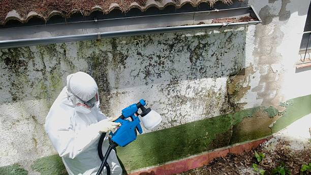 Top rated local Mold Remediation specialists in Madison, IL